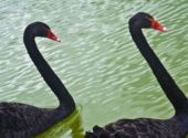 Is Procurement Due for a Black Swan Event?