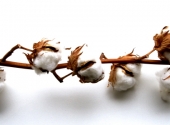 On Cotton: Understanding Risks in the Global Supply Chain