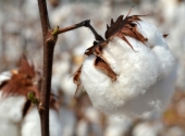Are You “Dressed to Kill?” Airing the Dirty Laundry Hidden in the Global Cotton Supply Chain