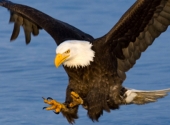 Hawk Those Legal Eagles