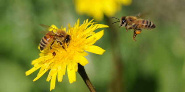 Honey Laundering