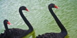 Is Procurement Due for a Black Swan Event?