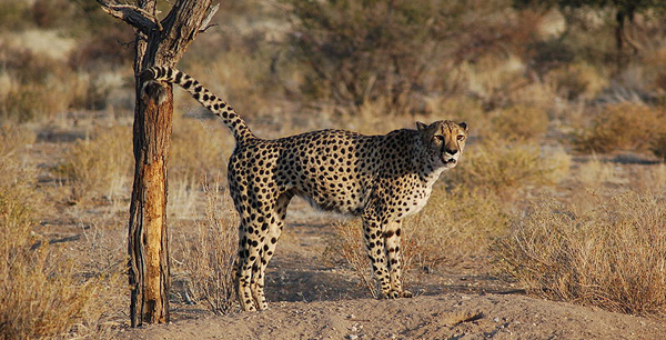 Agility: Source Like a Cheetah