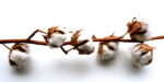 On Cotton: Understanding Risks in the Global Supply Chain