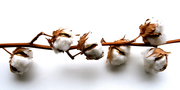 On Cotton: Understanding Risks in the Global Supply Chain