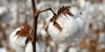 Are You “Dressed to Kill?” Airing the Dirty Laundry Hidden in the Global Cotton Supply Chain